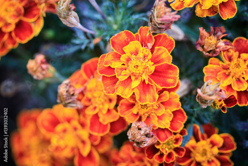 Orange and Yellow Marigold Flowers Close-up