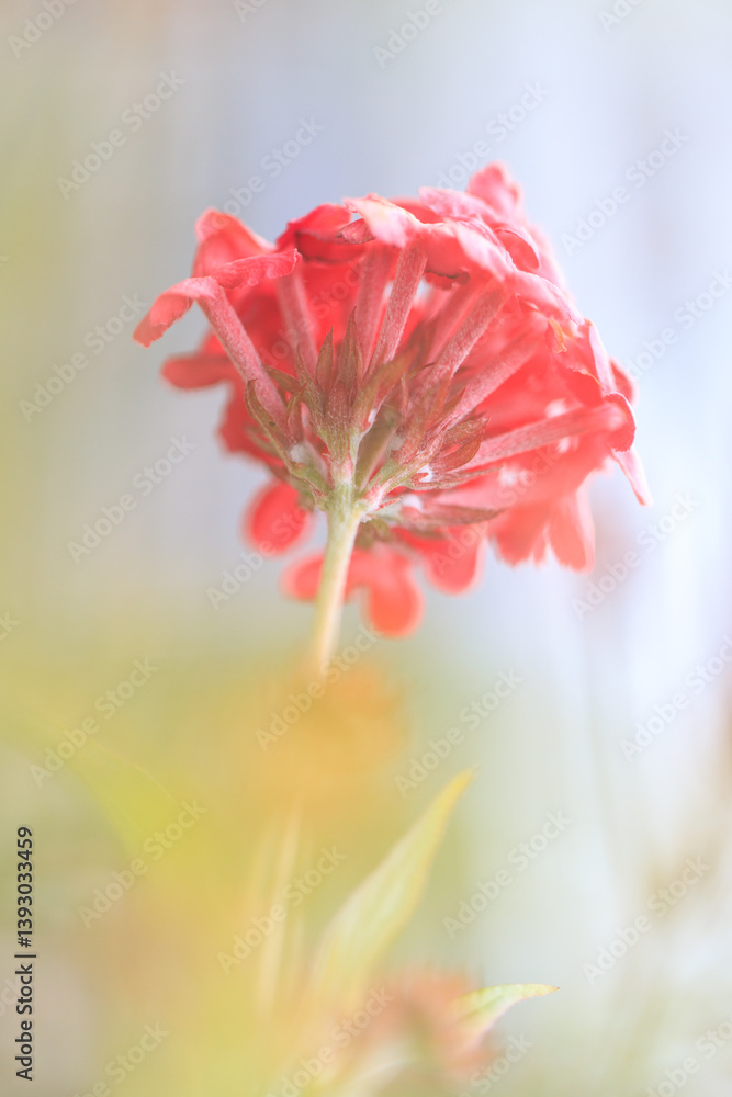 Radiant Red Ixora Flower with Delicate Petals and Soft Lighting