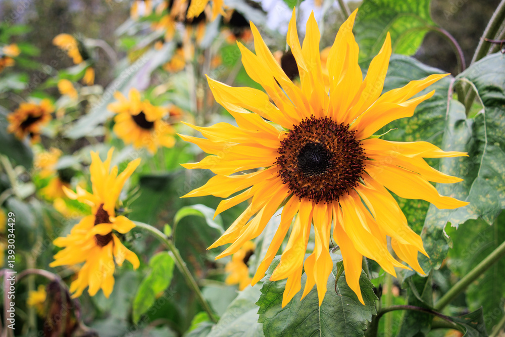 Vibrant Yellow Sunflower Close-up