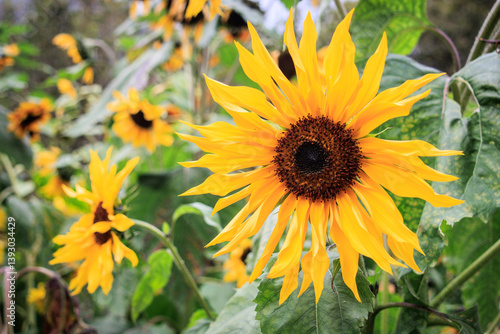 Obraz na płótnie Vibrant Yellow Sunflower Close-up w salonie
