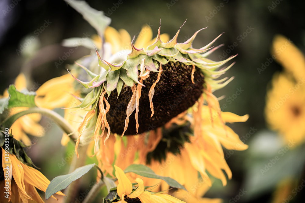 Wilting Sunflowers with Drooping Petals