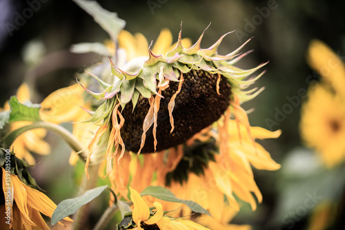 Obraz na płótnie Wilting Sunflowers with Drooping Petals w salonie