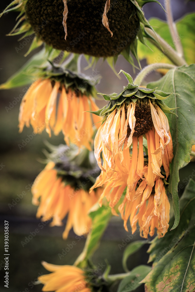 Wilting Sunflowers with Drooping Petals