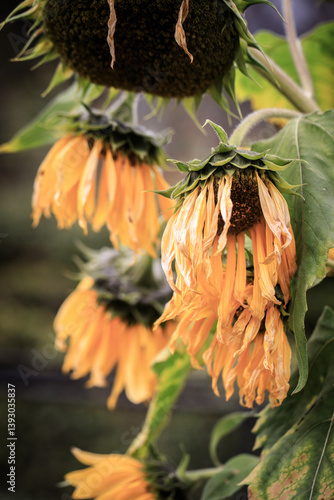 Wilting Sunflowers with Drooping Petals