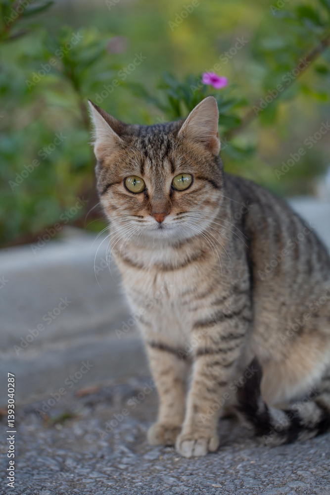 A tabby cat with striking green eyes and a striped coat sits calmly outdoors, gazing directly at the camera with an intense and curious expression. A tabby cat with striking green eyes and a striped coat sits calmly outdoors, gazing directly at the camera with an intense and curious expression.