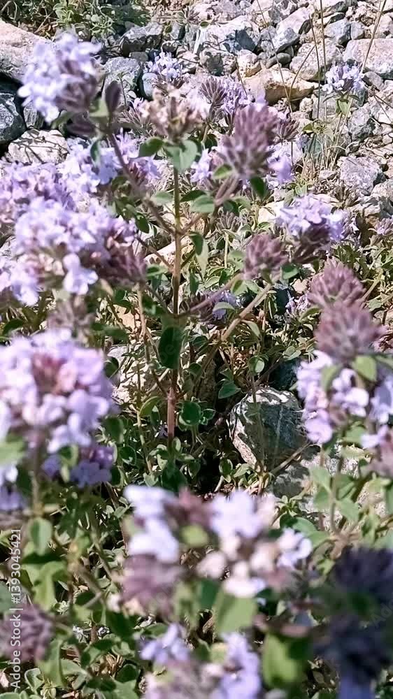 Lavender-hued thyme blossoms amidst rocky terrain Lavender-hued thyme blossoms amidst rocky terrain