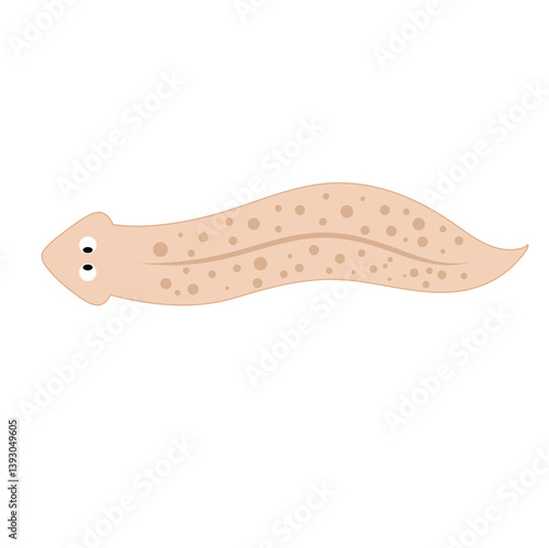 Planarian flatworms illustration