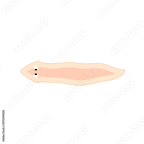 Planarian flatworms illustration