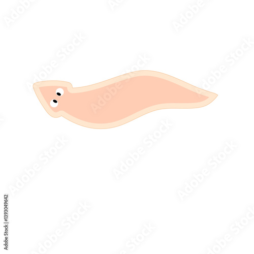 Planarian flatworms illustration