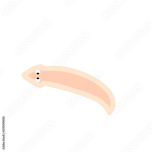Planarian flatworms illustration