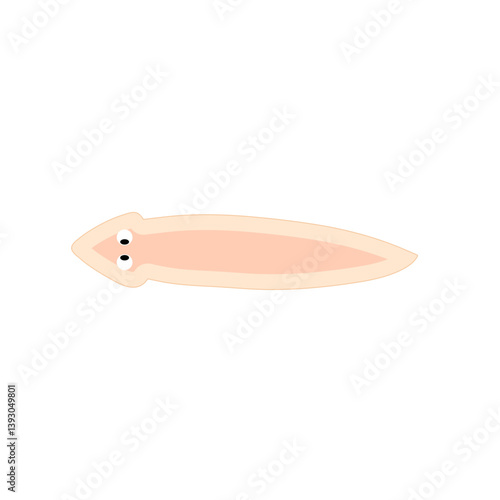 Planarian flatworms illustration