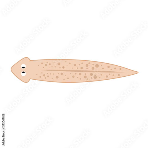 Planarian flatworms illustration