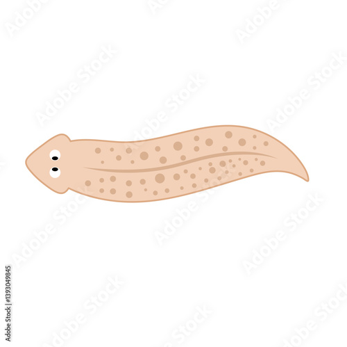 Planarian flatworms illustration