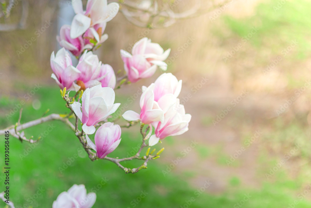 Obraz premium Magnolia blossoms bloom on branches in a sunlit garden during spring