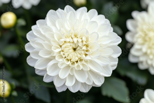 Close-up of white flower blooming in park