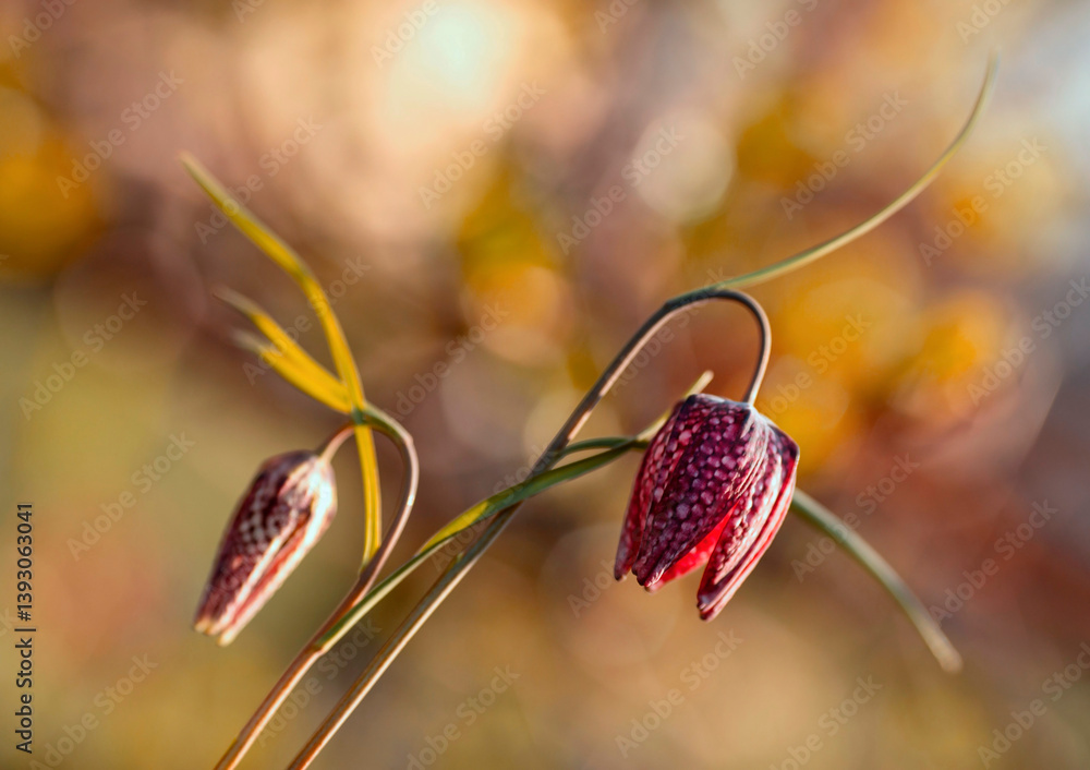 Wiosenne kwiaty - Szachownica kostkowata ( Fritillaria meleagris ). Tapeta, dekoracja. Wiosna 2025