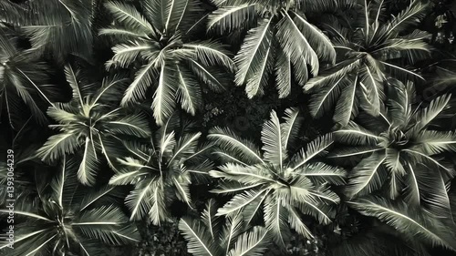 Palm Trees Silhouette