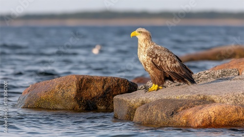 Obraz na płótnie A majestic eagle perched on rocky shores by the water w salonie