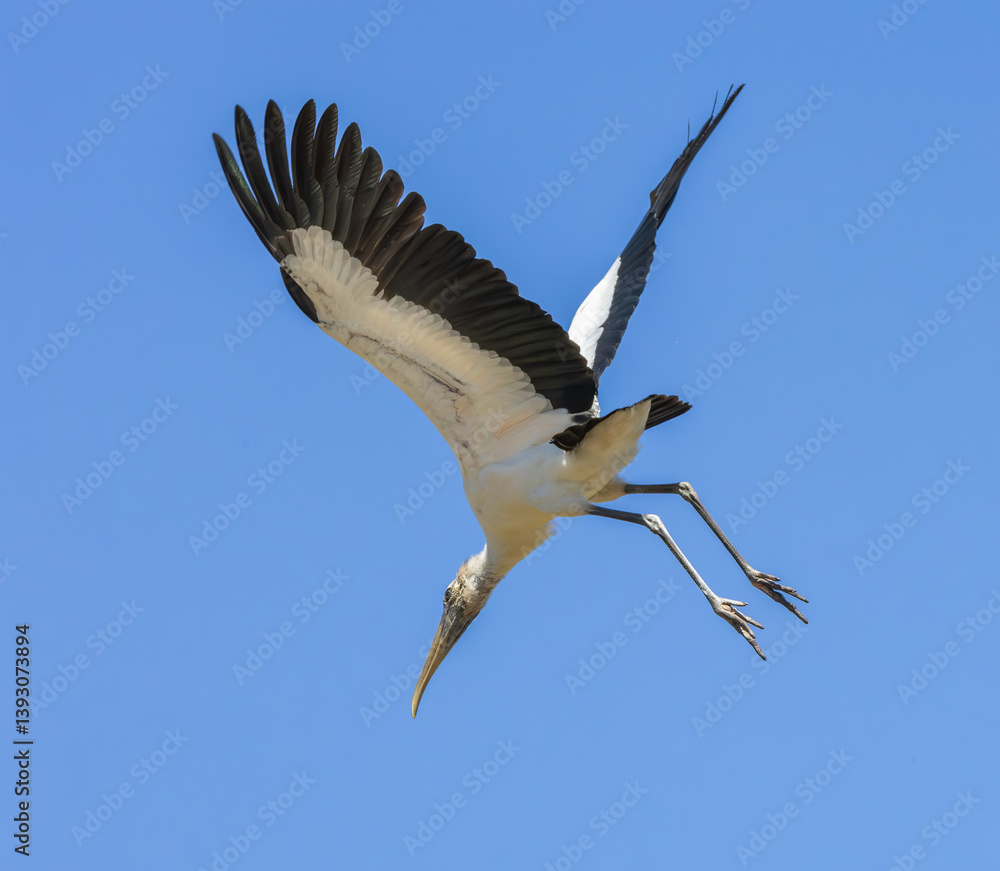 Obraz premium Wood Stork in a rookery at an alligator farm in Florida. Native to North and South America and the only stork that breeds in North America.