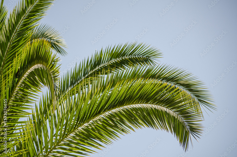 Vibrant green palm fronds extend towards clear blue sky, captured in bright daylight. Upward angle showcases intricate leaf patterns against serene background, evoking tropical vibes Vibrant green palm fronds extend towards clear blue sky, captured in bright daylight. Upward angle showcases intricate leaf patterns against serene background, evoking tropical vibes