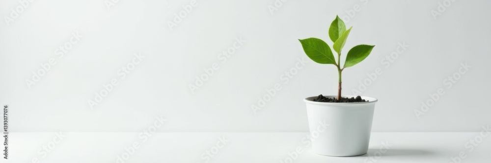 Single stem of a plant growing out of a small pot on a plain white surface, stem, growth, gardening Single stem of a plant growing out of a small pot on a plain white surface, stem, growth, gardening
