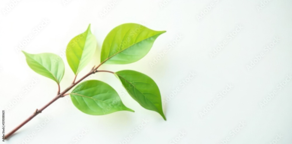 Single branch with leaves on white background, branch, natural Single branch with leaves on white background, branch, natural