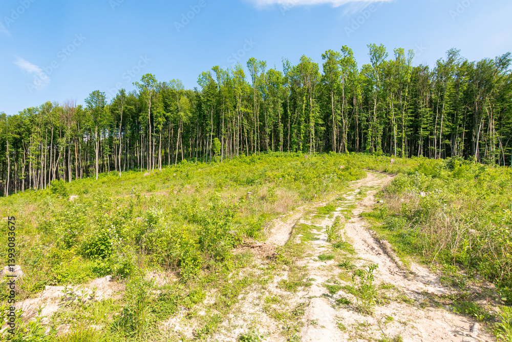 deforestation beech forest in carpathian mountains. sunny day. europe global warming protection background