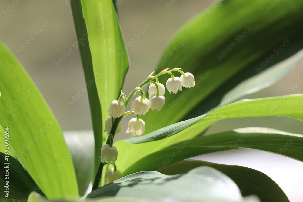 Spring flower scenery Spring flower scenery
