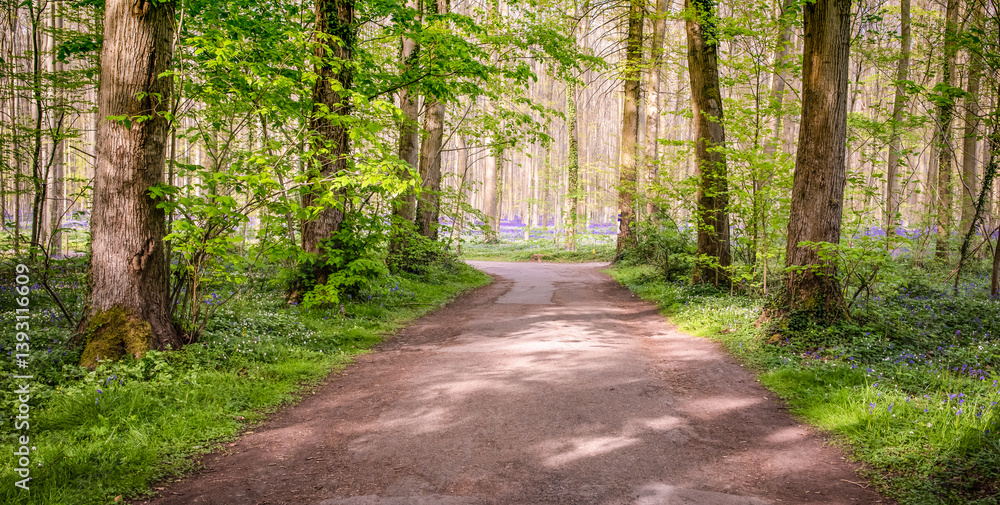 Path in Bluebells Forest in Belgium. Diminishing Perspective.