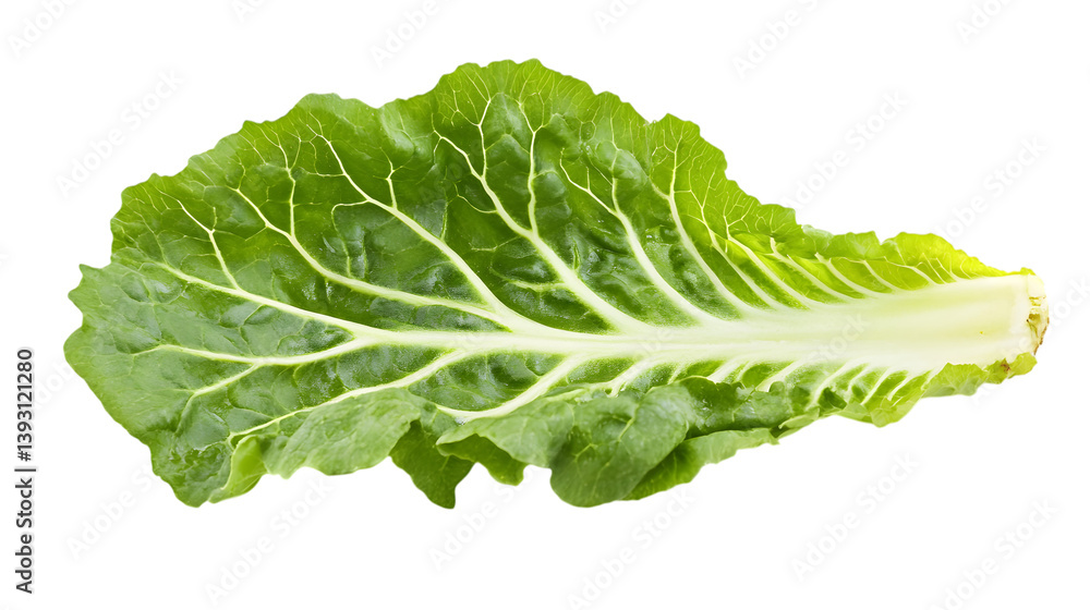 A fresh green radicchio leaf with crisp edges on a white background A fresh green radicchio leaf with crisp edges on a white background