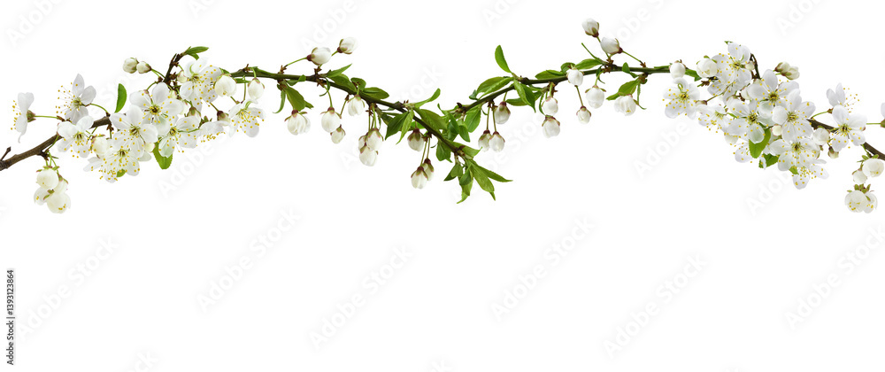 Spring flowers, buds and small green leaves on twigs of berry trees for top arrangement isolated on white Spring flowers, buds and small green leaves on twigs of berry trees for top arrangement isolated on white