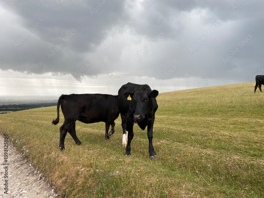Fototapeta premium Cows