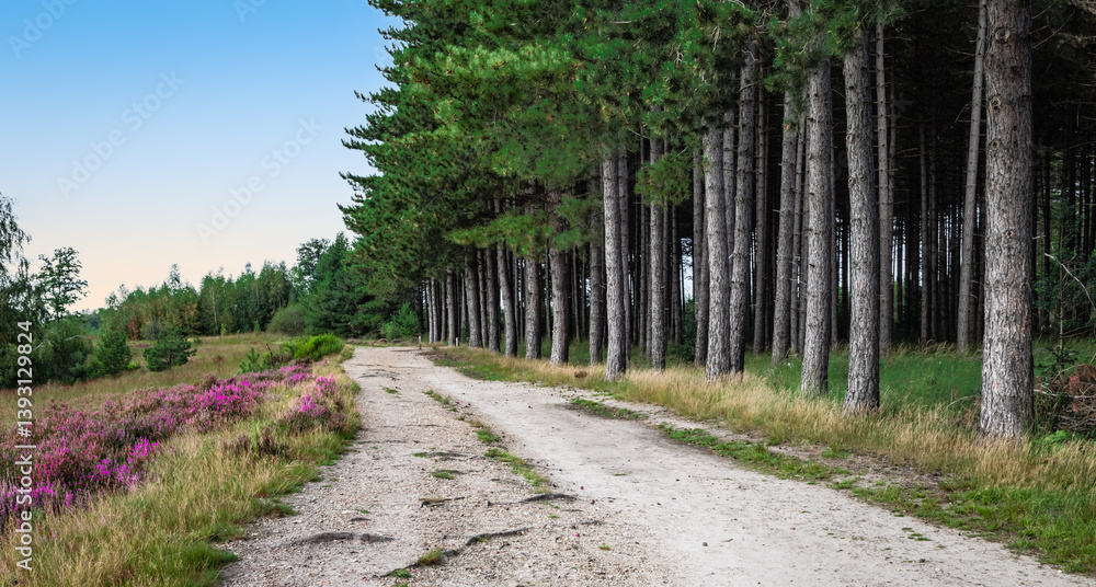 Path Between Pine Trees and Blooming Heather of National Park Mechelse Heide, Belgium.