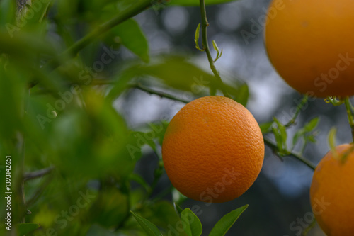 Vibrant oranges hanging from branches in a lush orchard at dusk, showcasing nature's bounty in a serene landscape