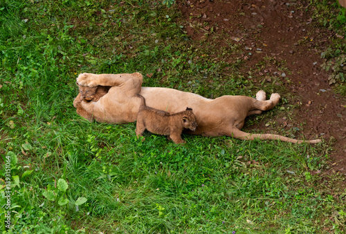 Lioness playing with her two little lion cubs