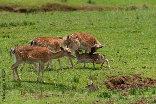 Female fallow deer breastfeeding her fallow deer calf