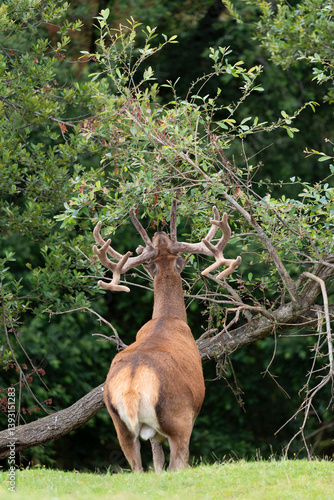 Deer with large antlers eating