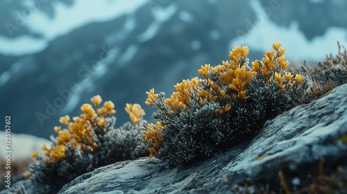 Wallpaper Mural Alpine plants thrive in a breathtaking snowy mountain range under clear blue skies during springtime Torontodigital.ca