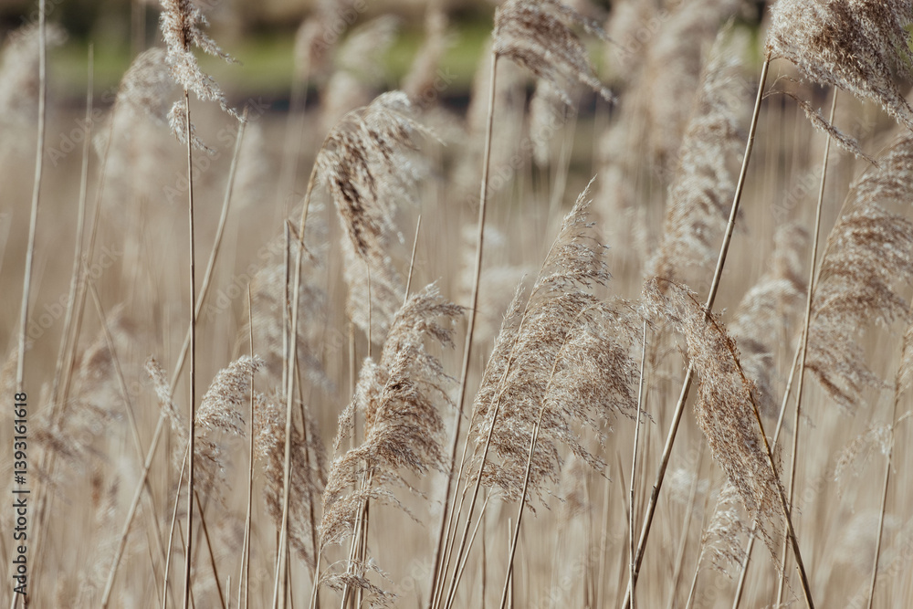 Fototapeta premium Beautiful Reeds with Plumes in the Dunes