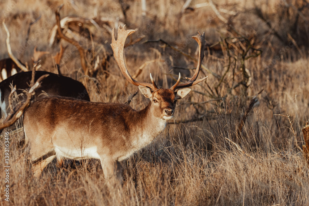 Naklejka premium Fallow Deers in the Dutch Dunes