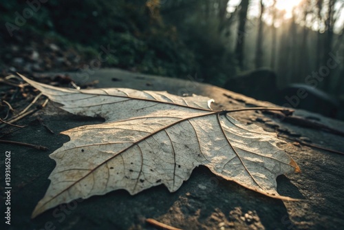Obraz na płótnie Close-Up of Dry Leaf on Rock Surrounded by Misty Forest at Sunrise, Nature Photography for Tranquil and Serene Outdoor Atmospheres w salonie