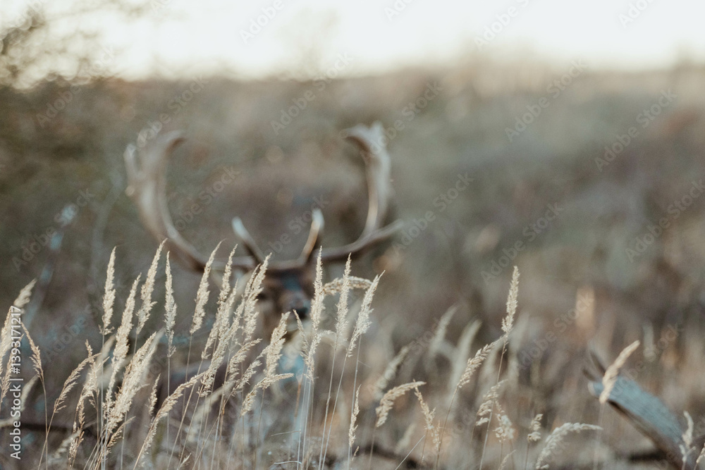 Fototapeta premium Fallow Deers in the Dutch Dunes