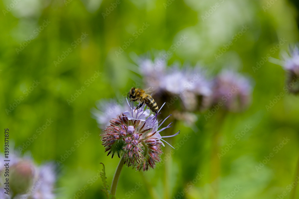 Single flower of a violet Phacelia with a bee on a meadow with green bokeh background. Single flower of a violet Phacelia with a bee on a meadow with green bokeh background.