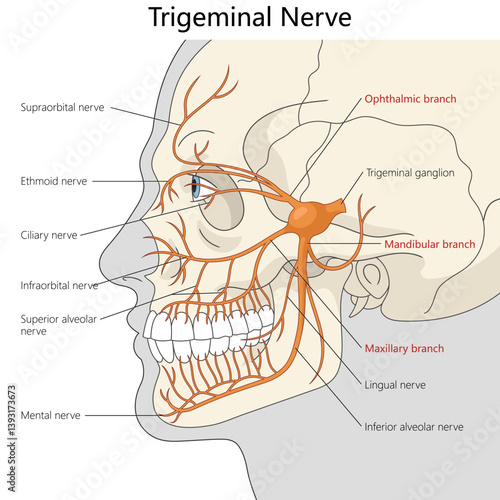 anatomical illustration showing the trigeminal nerve and its ophthalmic, maxillary, and mandibular branches across the human face diagram hand drawn vector illustration. Medical science educational