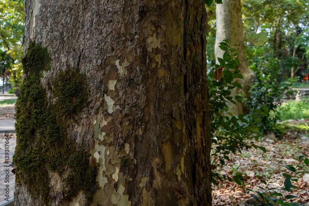 Obraz premium A thick tree trunk covered with bark and thickets of green moss. A large tree trunk in a city park. close-up. Abstract background of a bark-covered trunk.