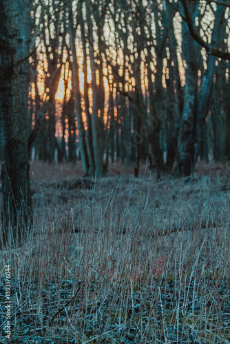 Fallow Deers in the Dutch Dunes