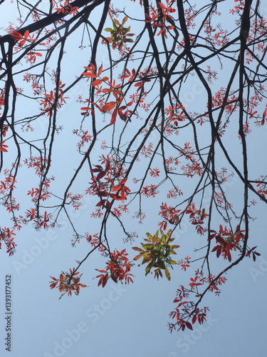 Red leaves on a tree