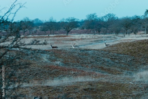 Fallow Deers in the Dutch Dunes
