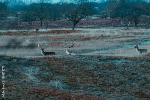 Fallow Deers in the Dutch Dunes