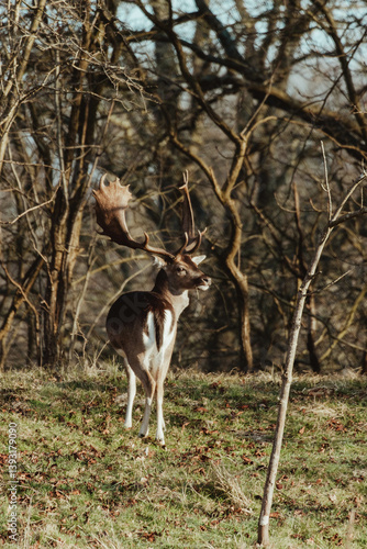 Fallow Deers in the Dutch Dunes